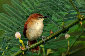 Yellow-chinned Spinetail