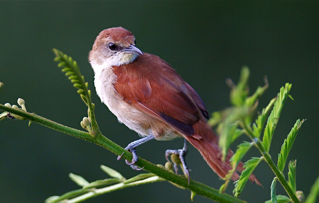 Yellow-chinned Spinetail