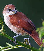 Yellow-chinned Spinetail