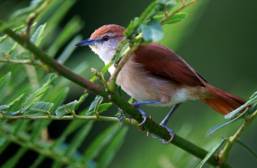 Yellow-chinned Spinetail, identification