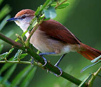 Yellow-chinned Spinetail