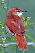 Yellow-chinned Spinetail