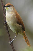 Yellow-chinned Spinetail