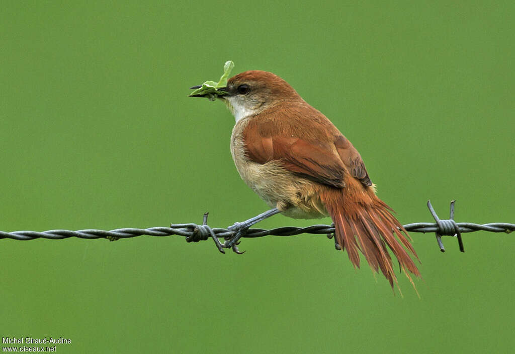 Yellow-chinned Spinetailadult, Reproduction-nesting, Behaviour