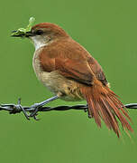 Yellow-chinned Spinetail