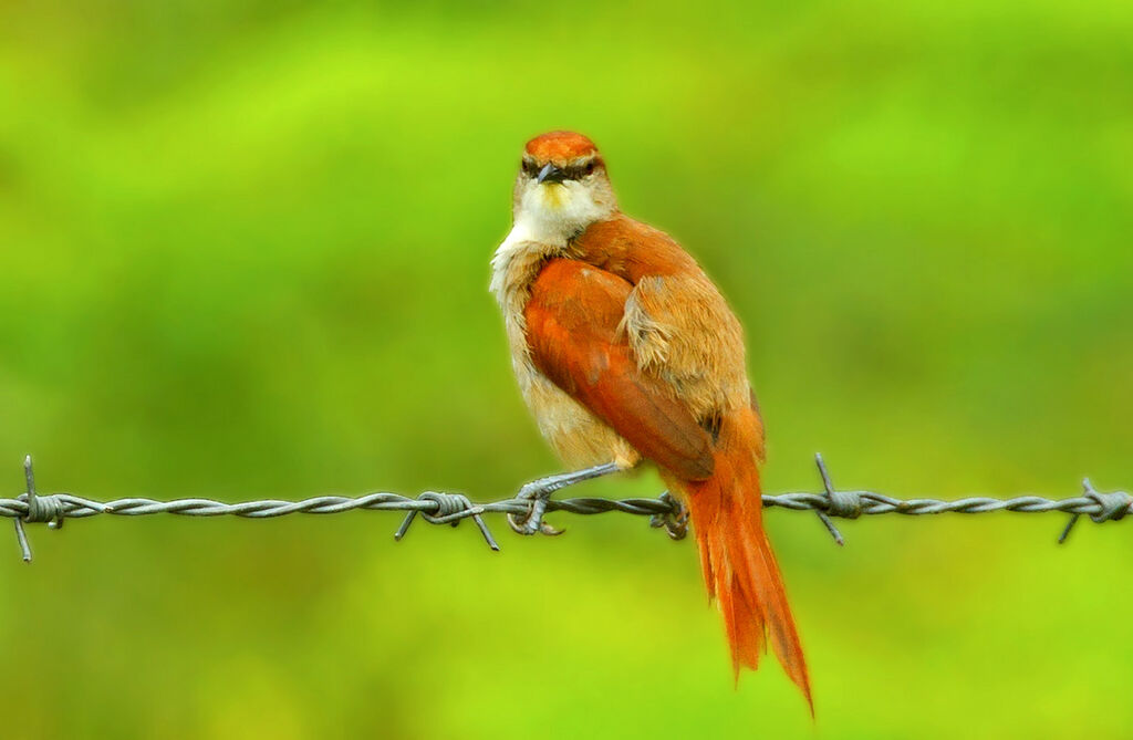 Yellow-chinned Spinetail