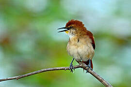 Yellow-chinned Spinetail