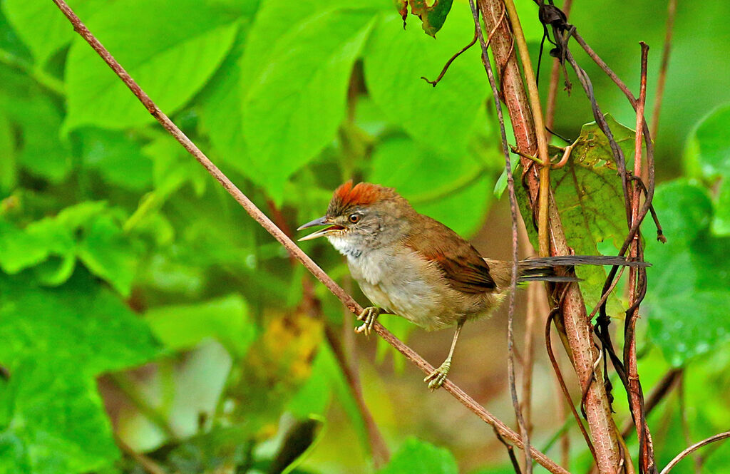 Pale-breasted Spinetail