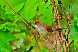 Pale-breasted Spinetail