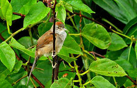 Pale-breasted Spinetail