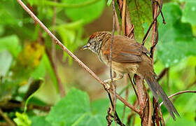 Pale-breasted Spinetail