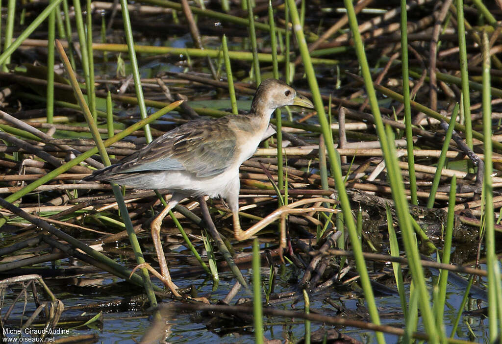 Azure Gallinuleimmature, walking