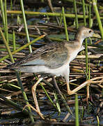 Azure Gallinule