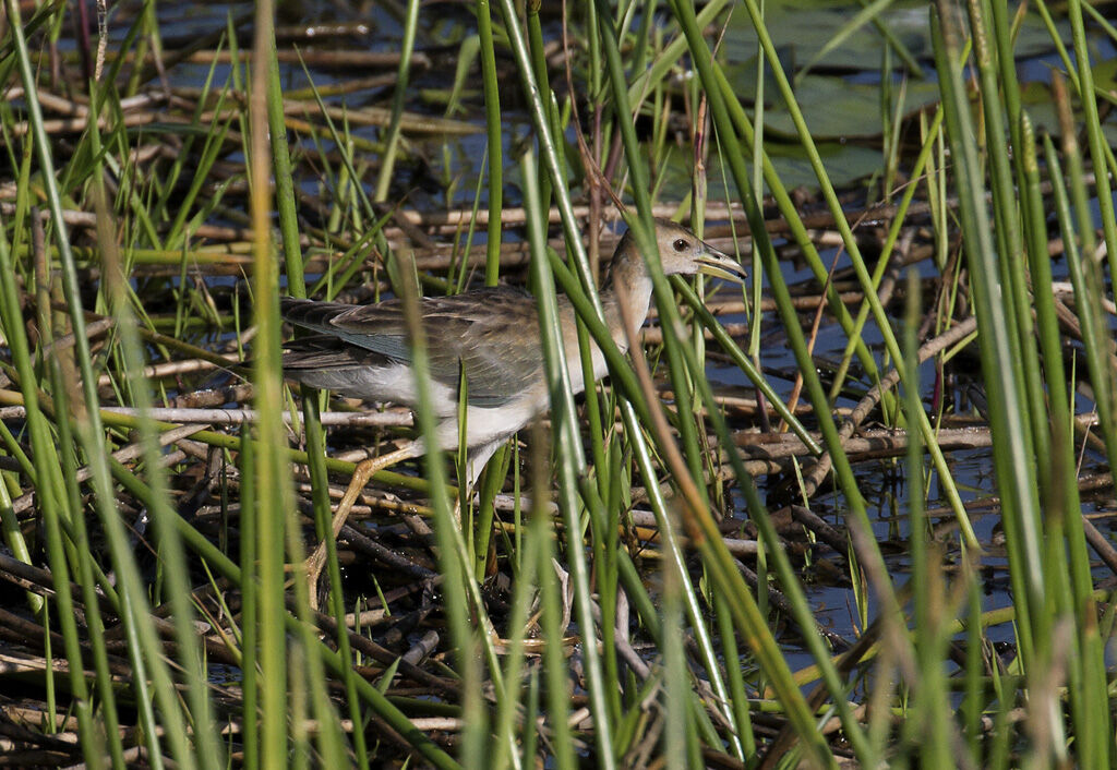 Azure Gallinule