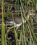 Azure Gallinule