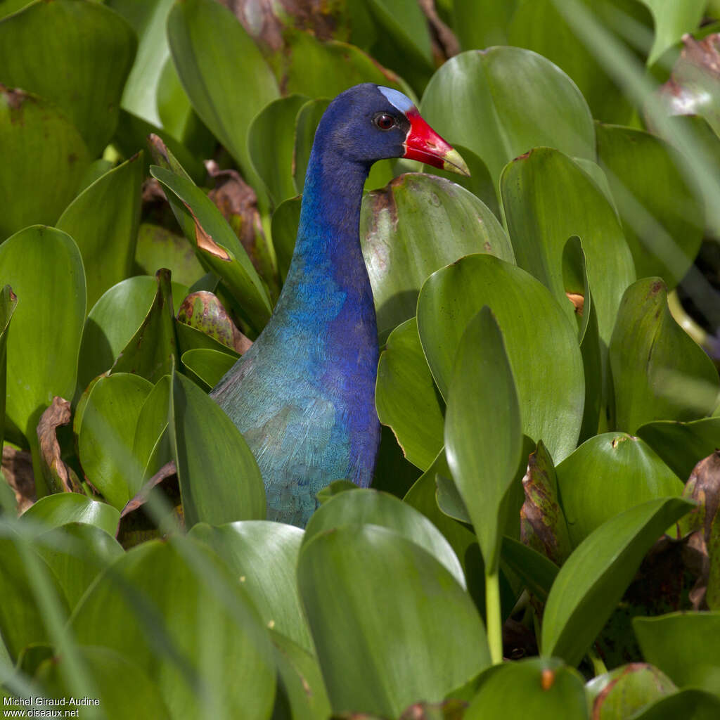 Talève violacéeadulte, portrait