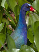 Purple Gallinule