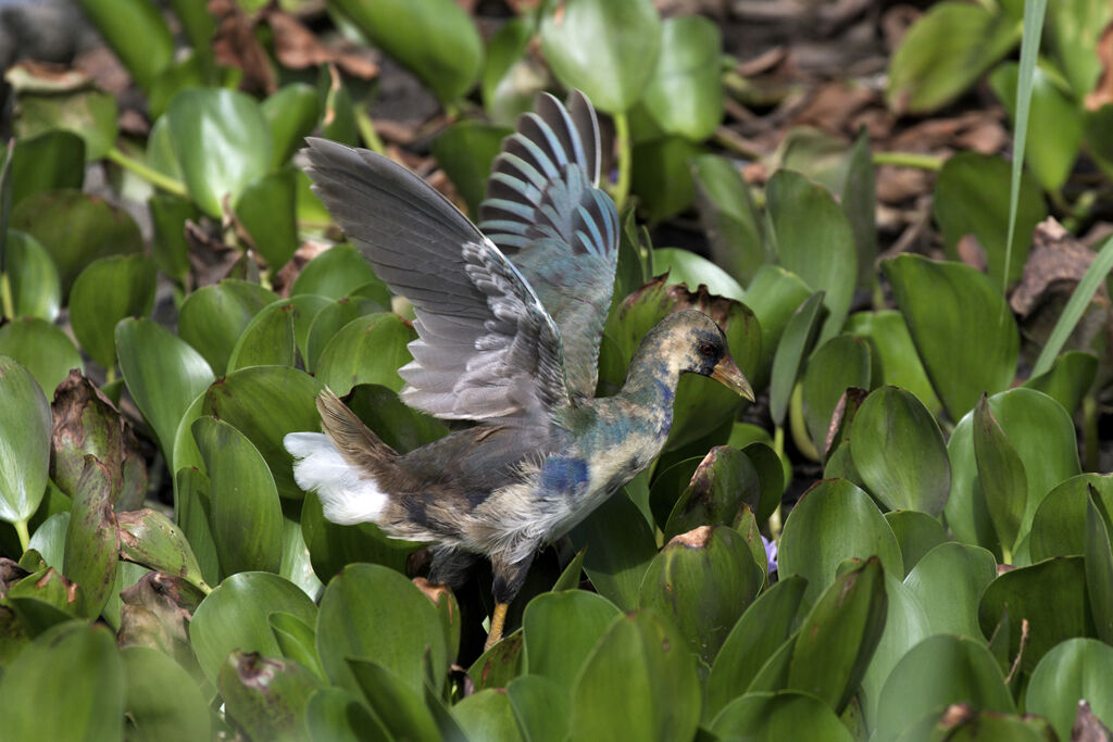 Purple Gallinuleimmature