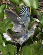 Purple Gallinule