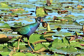 Purple Gallinule