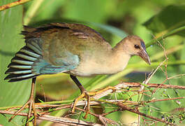 Purple Gallinule