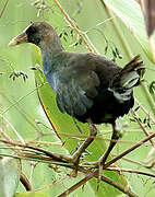 Purple Gallinule