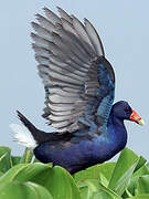 Purple Gallinule