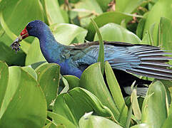 Purple Gallinule