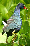 Purple Gallinule