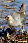 Purple Gallinule