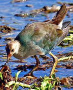 Purple Gallinule