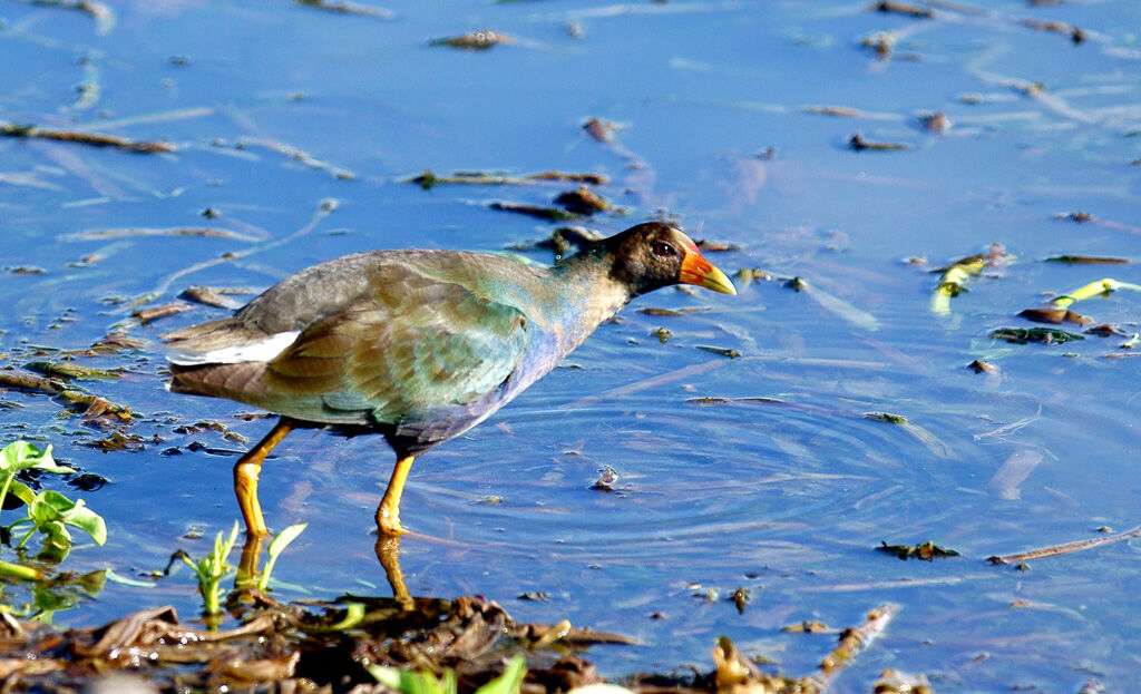 Purple Gallinuleimmature