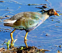 Purple Gallinule