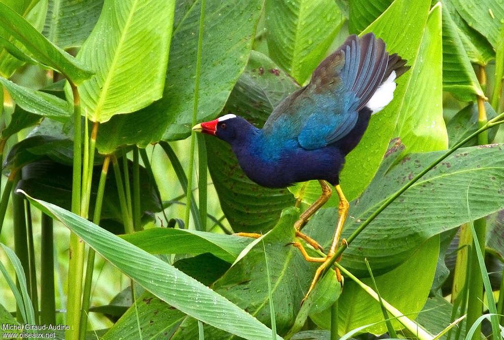 Talève violacéeadulte, habitat, pigmentation