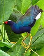 Purple Gallinule