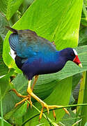 Purple Gallinule