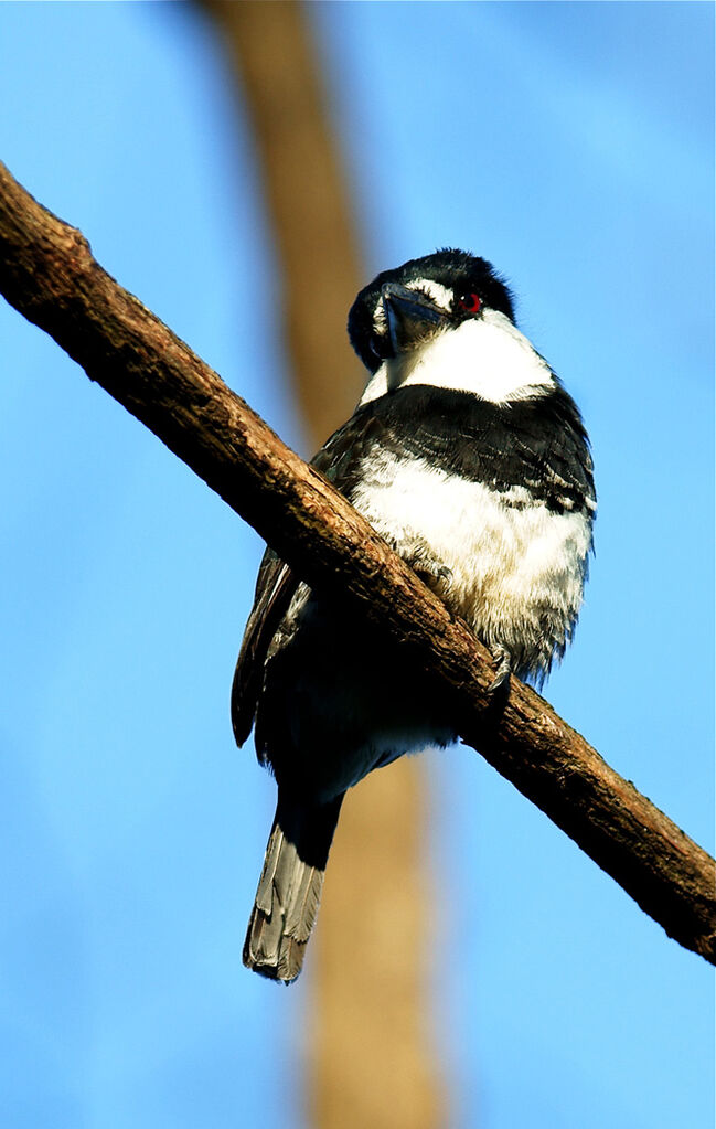 Guianan Puffbird