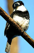 Guianan Puffbird