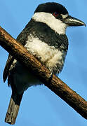 Guianan Puffbird