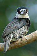 Guianan Puffbird