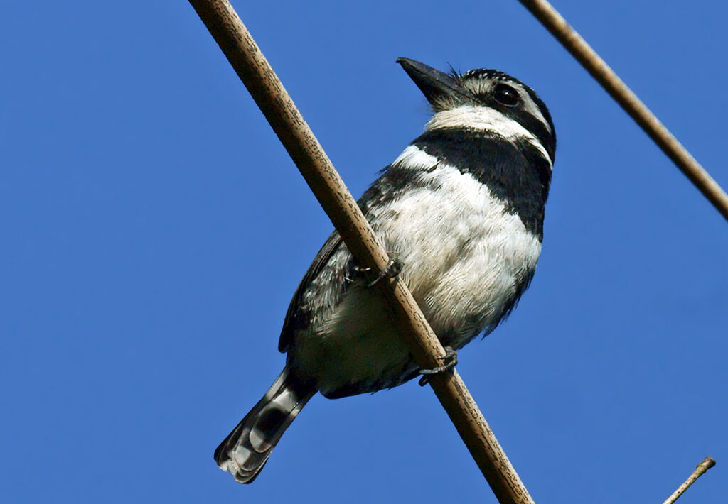 Pied Puffbird, identification