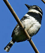 Pied Puffbird