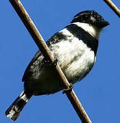 Pied Puffbird