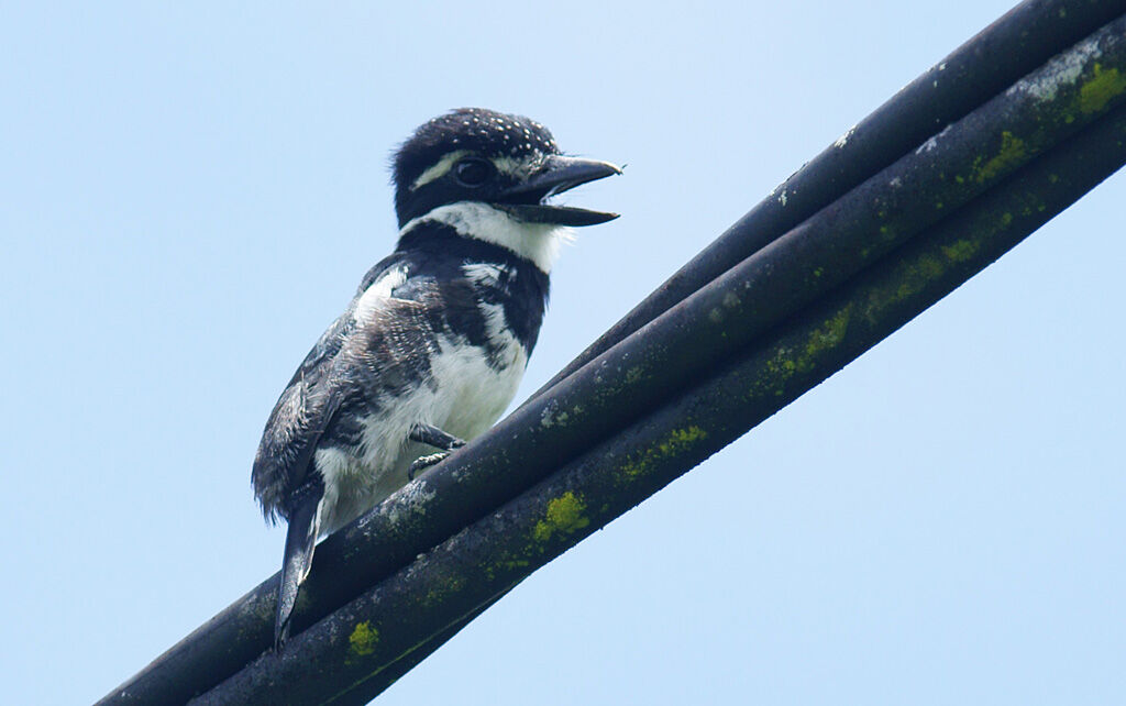 Pied Puffbird