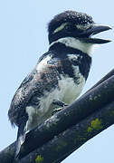 Pied Puffbird