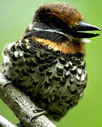 Spotted Puffbird