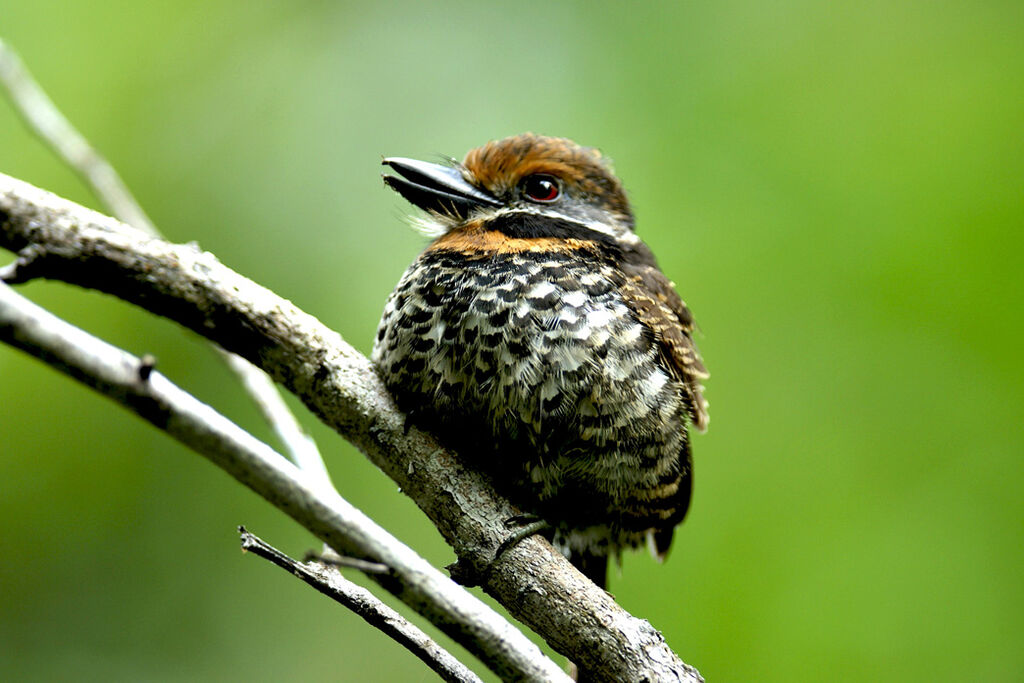 Spotted Puffbird