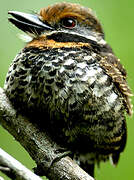 Spotted Puffbird