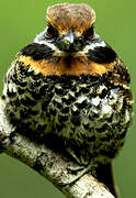 Spotted Puffbird