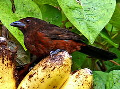 Silver-beaked Tanager